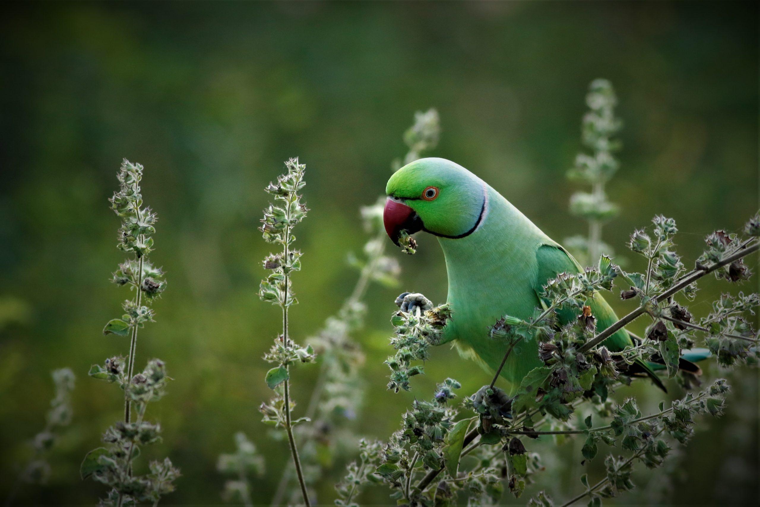 sudath-abeysinghe-my-captures-parrots